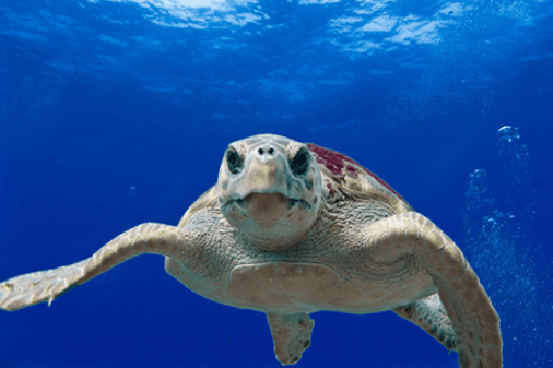 about footer turtle